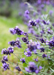 lavender flowers in the garden