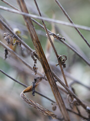dry branch in autumn
