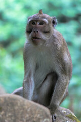 male monkey in nature reserve