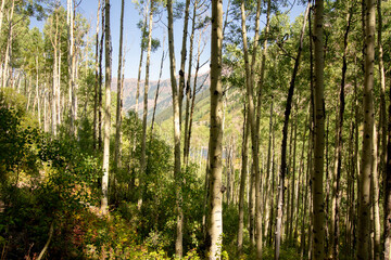 forest in the morning