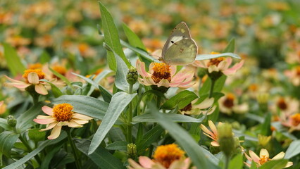 モンシロチョウ