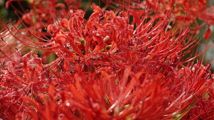 Lycoris