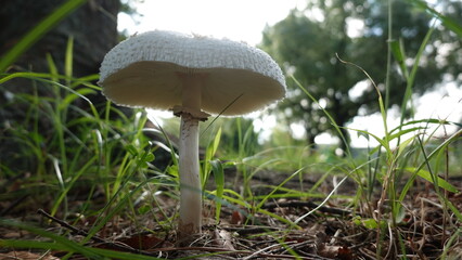 オオシロカラカサタケ