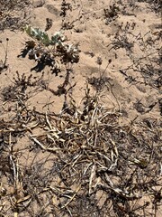 Dried plants on a sand dune, climate change, lots of sun, little rain