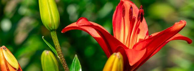 Orange lily flower in full bloom.