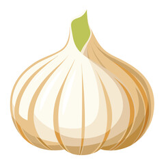 Garlic vector illustration isolated in white background