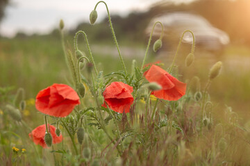 red poppy in the field