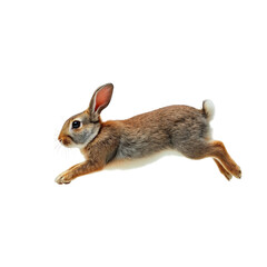Obraz premium jumping rabbit ,isolated on white background , transparent png image