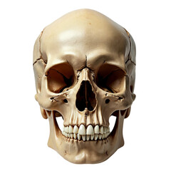 human skull ,isolated on white background , transparent png image