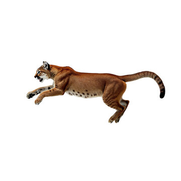 recommend clip art: cougar jumping ,isolated on white background , transparent png image