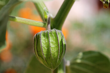 Home grown goldenberry fruit. Healthy fruit, close-up.