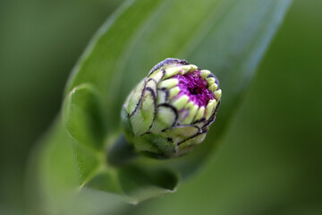 A flower bud getting ready to blossom.