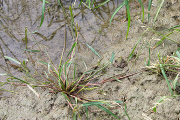 grass in the water and a frog
