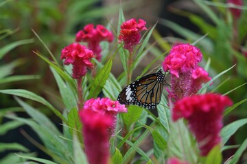butterfly on flower