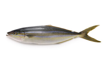Rainbow runner, this fish is called Tsumuburi in Japan.