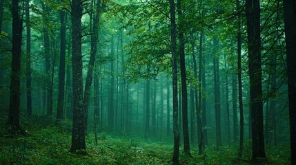Obraz premium A dense green forest with towering trees, mysterious and inviting