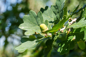 Obraz premium A single acorn is visible on a branch of an oak tree, surrounded by green leaves. The sun casts a warm glow on the foliage