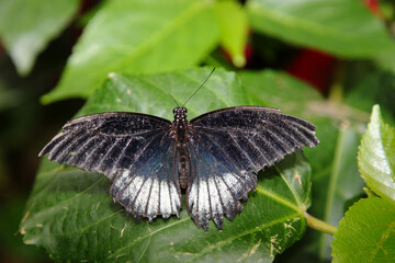 Scharlachroter Schwalbenschwanz / Scarlet mormon / Papilio rumanzovia