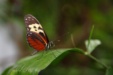 Tiger-Passionsblumenfalter / Tiger longwing / Heliconius hecale