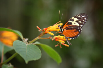 Tiger-Passionsblumenfalter / Tiger longwing / Heliconius hecale