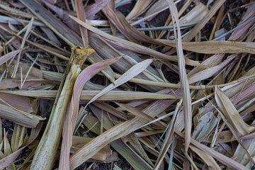 Dry bamboo leaves fall to the ground.