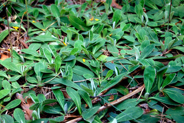 forest surface with green hairy leaves in the forest