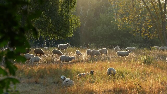 A flock of sheep grazes in a field with many trees. Sheep are scattered across the field: some stand, others lie. The sun shines brightly, creating a warm and peaceful atmosphere.
