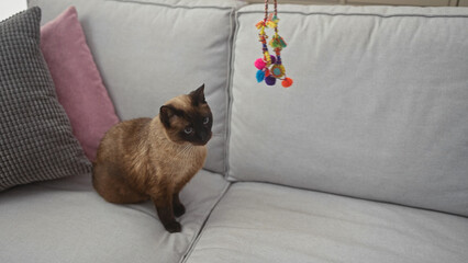 A siamese cat sits on a gray sofa with pink and gray pillows and a colorful toy in a modern living room.