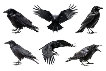 Obraz premium PNG Raven bird set, transparent background