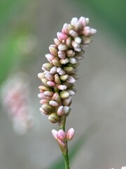 close macro shot of a flower