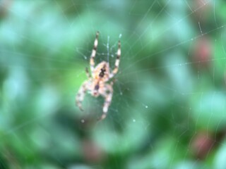 Close-up macro shot of a spider on its web
