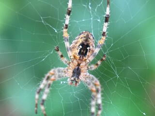 Close-up macro shot of a spider on its web