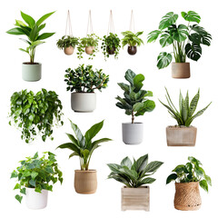Obraz premium PNG potted houseplant set, transparent background
