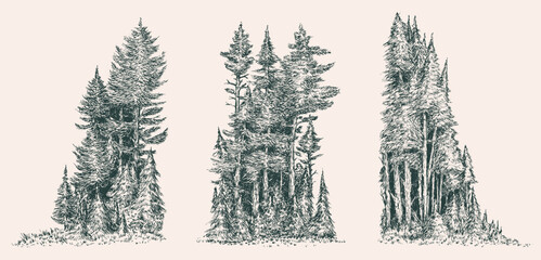 Hand drawn forest edge in monochrome color. Sketching pine trees group. Vector doodle illustration.