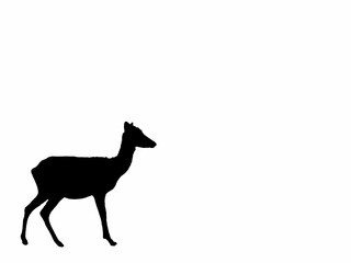 deer, eastern, Cervus nippon, an