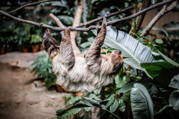 Two-Toed Sloth Hanging from a Tree Branch