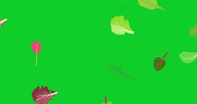 Flying salad leaves animation. Cartoon set green red raw leaves on green screen chroma key. Arugula, spinach, lettuce leaf, watercress. Organic ingredients for cooking healthy food. 4K motion graphic