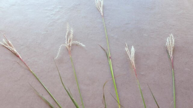 4k video travel, zoom in to the plant al flower called,  Bothriochloa laguroides isolated, back light