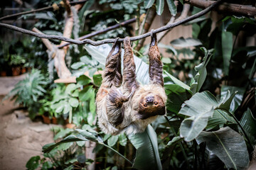 Two-Toed Sloth Relaxing Upside Down on Tree Branch