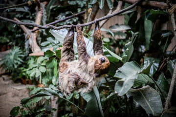 Two-Toed Sloth Hanging from a Tree Branch
