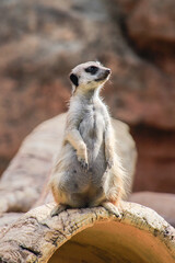 Alert Meerkat Standing Guard on a Log
