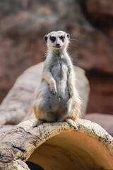 Alert Meerkat Standing Guard on a Log