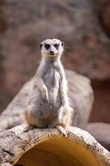 Alert Meerkat Standing Guard on a Log