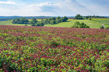 Blutklee auf einem Acker