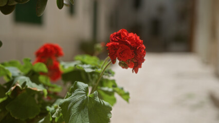 A closeup of a vibrant red geranium flower in an outdoor setting in puglia, italy, showcasing its lush green leaves and the sunlit cobblestone background.