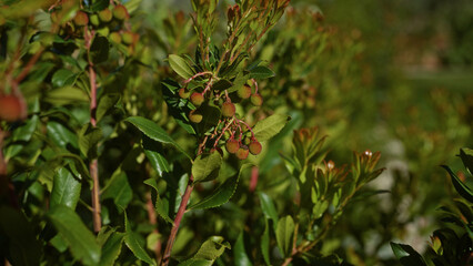 Close-up of arbutus unedo, also known as strawberry tree, a native plant of southern italy's puglia...