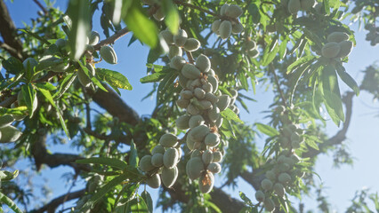 Close-up of almond tree branches with clusters of ripening almonds in puglia, italy, highlighted against a clear blue sky creating a vibrant outdoor scene.