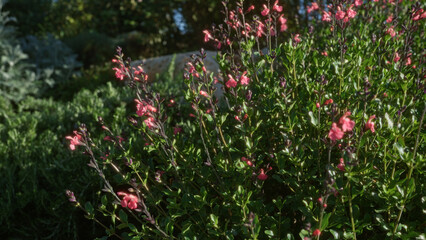 A vibrant display of pink salvia microphylla flowers in a lush garden setting in puglia, italy, showcasing natural beauty and rich green foliage under the sunlight.