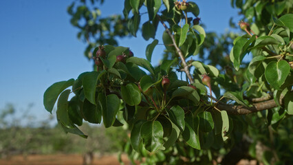 A close-up view of a bartlett pear tree branch with green leaves and small fruit buds under a clear blue sky in puglia, southern italy.
