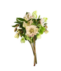 Bouquet of hellebore flowers, buds and leaves isolated on white or transparent background